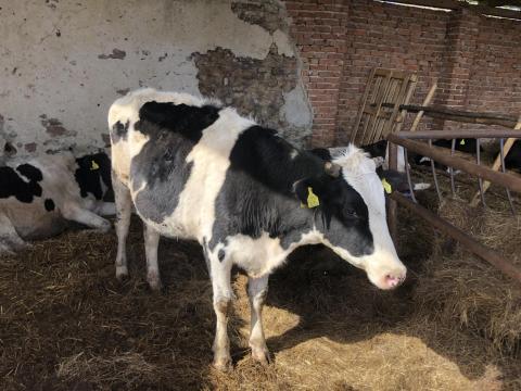 2 db üsző eladó 2 db üsző eladó