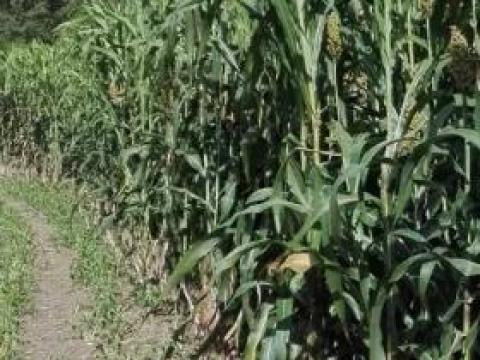 Asolo Bis BMR cirok hibrid vetőmagkeverék Asolo Bis BMR cirok hibrid vetőmagkeverék