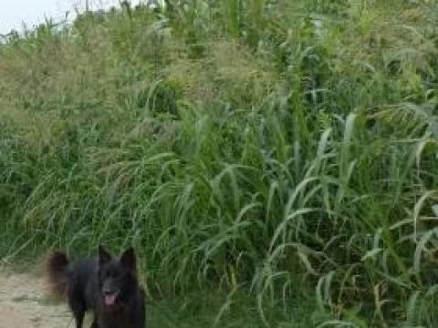 Asolo Tris BMR Cirok vetőmagkeverék 12,5 kg-os zsák Asolo Tris BMR Cirok vetőmagkeverék 12,5 kg-os zsák