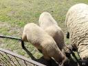 Suffolk kisbárány és anyabárány eladó