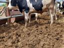 Holstein-fríz bikák