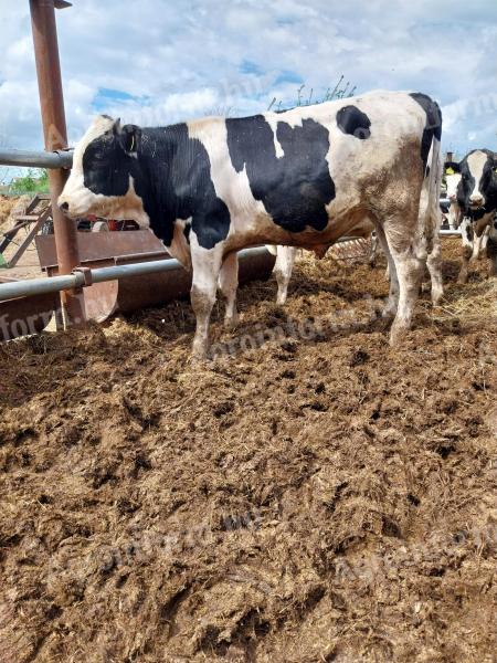 Holstein-fríz bikák
