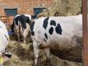 Holstein-fríz bikák