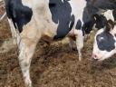 Holstein-fríz bikák