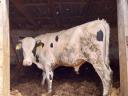 Holstein-fríz bikák