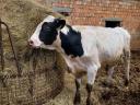 Holstein-fríz bikák