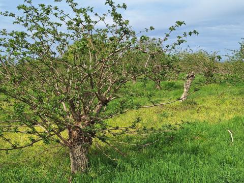 Bodzaültetvény kiadó Bodzaültetvény kiadó