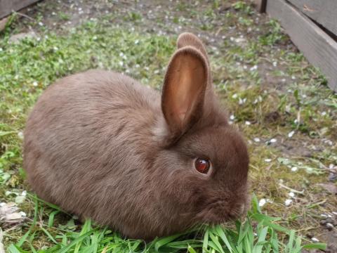 Oroszlánfejű törpenyúl Oroszlánfejű törpenyúl