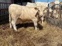 Eladó 4 db Charolais Bika borju
