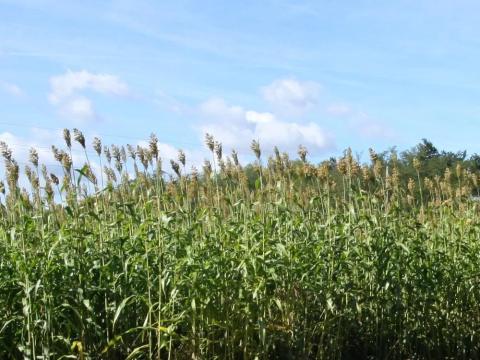 Édes kettes cirokkeverék 12,5 kg-os zsák Édes kettes cirokkeverék 12,5 kg-os zsák