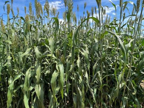 Quali Tris cirokkeverék vetőmag 12,5 kg-os zsákban Quali Tris cirokkeverék vetőmag 12,5 kg-os zsákban