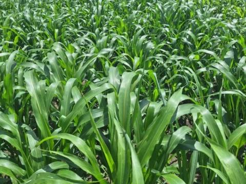 Szudánifű Sherkan hibrid BMR vetőmag