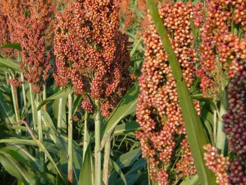 Szemescirok vetőmag Colorado fajta 25 kg-os zsákban Szemescirok vetőmag Colorado fajta 25 kg-os zsákban