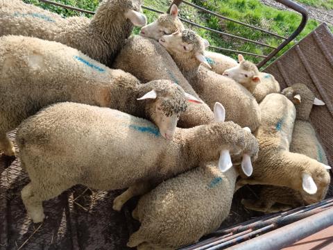 Vennék Birka és bárány Vennék Birka és bárány