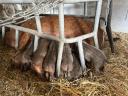 Vörös mangalica x durok malacok eladók