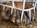 Vörös mangalica x durok malacok eladók
