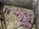 Vörös mangalica x durok malacok eladók