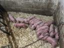 Vörös mangalica x durok malacok eladók
