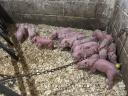 Vörös mangalica x durok malacok eladók