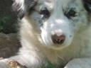 Border collie
