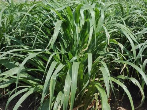 Indiai köles Daily double hibrid vetőmag