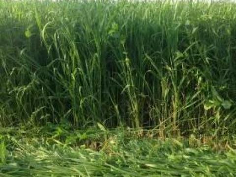 Mohar vetőmag – gyorsan fejlődő, aszálytűrő takarmánynövény gazdaságoknak Mohar vetőmag – gyorsan fejlődő, aszálytűrő takarmánynövény gazdaságoknak