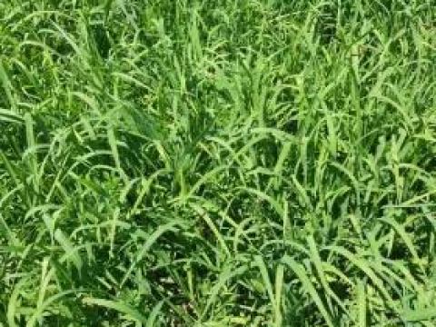 Nyári Zápor vetőmagkeverék Nyári Zápor vetőmagkeverék