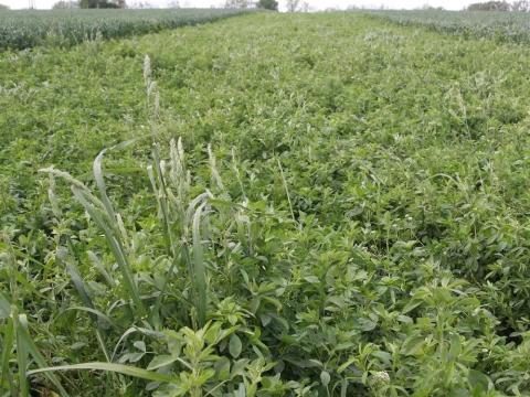 Lucifair kaszáló vetőmagkeverék