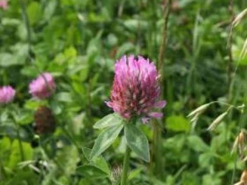 Joker vetőmagkeverék