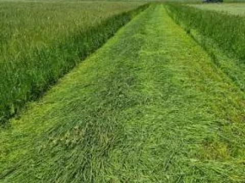 Zöld Ász vetőmagkeverék