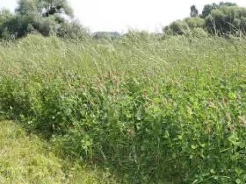 Vizes Nyolcas vetőmagkeverék