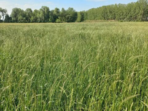 Vizes Gyep vetőmagkeverék