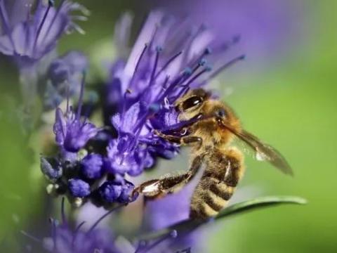 Méhes tizes vetőmagkeverék