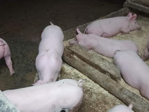 Malacok,  növendék süldők és nagysúlyú vágósertések eladók Malacok,  növendék süldők és nagysúlyú vágósertések eladók
