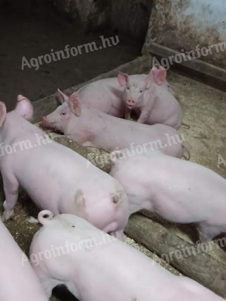 Malacok,  növendék süldők és vágósertések eladók