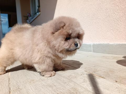 Törzskönyves csau csau kiskutya elérhető