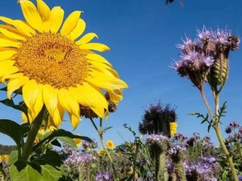 Parlagi méhes vetőmagkeverék 15 kg