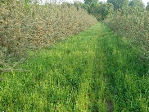 Gyümölcsszőnyeg AÖP vetőmagkeverék Gyümölcsszőnyeg AÖP vetőmagkeverék