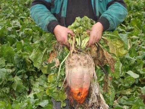 Jamon takarmányrépa