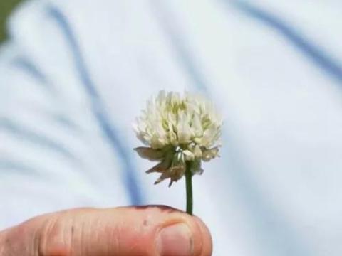 Fehér here vetőmag Fehér here vetőmag