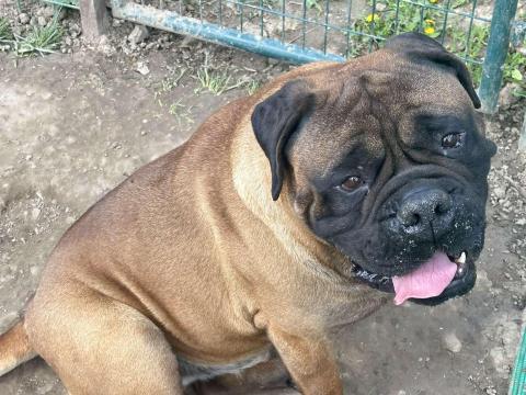 Törzskönyves bullmasztiff eladó Törzskönyves bullmasztiff eladó