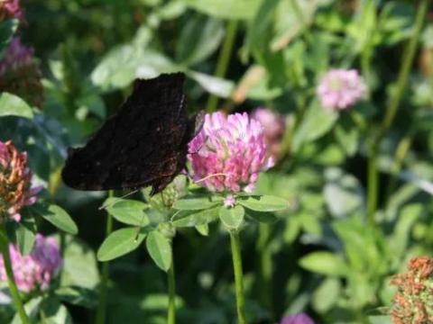 Vöröshere vetőmag 25 kg-os Vöröshere vetőmag 25 kg-os