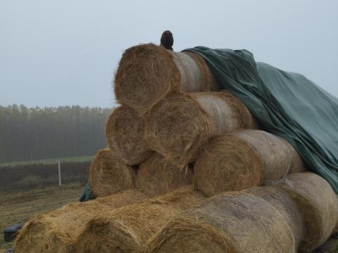 Réti széna, lucerna, muhar – fedett helyen tárolt takarmány eladó Réti széna, lucerna, muhar – fedett helyen tárolt takarmány eladó