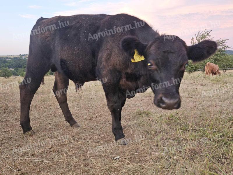 Angus bika és herélt borjak eladók