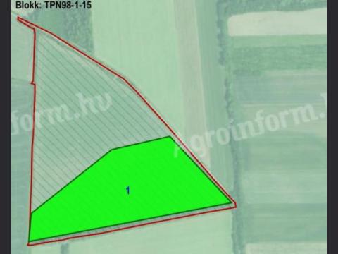 Eladó 7,5 ha szántó Fehérgyarmaton Eladó 7,5 ha szántó Fehérgyarmaton