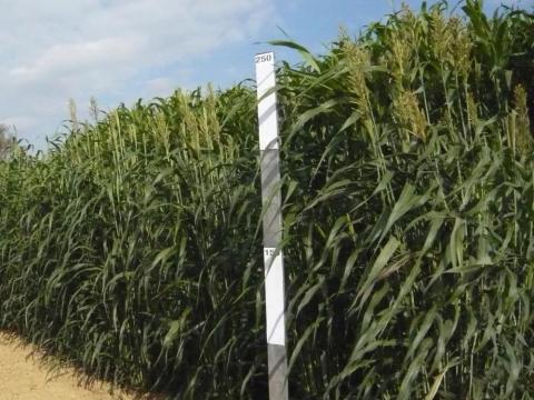 Szudánifű Hay Day hibrid vetőmag Szudánifű Hay Day hibrid vetőmag