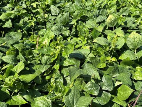 Homoki bab Betch White fajta Homoki bab Betch White fajta