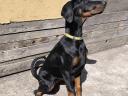 Dobermann kölykök örökbefogadókat keresnek
