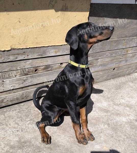Dobermann kölykök örökbefogadókat keresnek