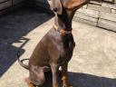 Dobermann kölykök örökbefogadókat keresnek